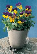Viola cornuta